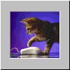 catmouse1.jpg
