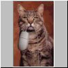 catmouse.jpg