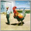 chicken.jpg