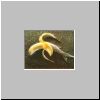 fish_banana.jpg