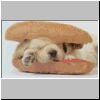 hotdog.jpg