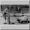 matadorturtle.jpg