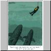 shark.gif