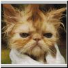 wetpuss.gif