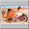 camel.jpg